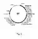 Fig. 04 - Methods For Eliminating Or Reducing The Expression Of A Gene In A Filamentous Fungal Strain