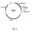 Fig. 07 - Methods For Eliminating Or Reducing The Expression Of A Gene In A Filamentous Fungal Strain