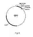 Fig. 09 - Methods For Eliminating Or Reducing The Expression Of A Gene In A Filamentous Fungal Strain