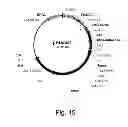 Fig. 16 - Methods For Eliminating Or Reducing The Expression Of A Gene In A Filamentous Fungal Strain
