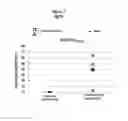 Fig. 12 - HBV polymerase mutants
