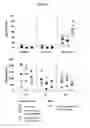 Fig. 15 - HBV polymerase mutants