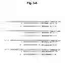 Fig. 09 - Methods and compositions for enhancing the efficacy and specificity of single and double blunt-ended siRNA