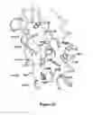 Fig. 03 - Ligands for the GLP-1 Receptor and Methods for Discovery Thereof