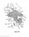 Fig. 05 - Ligands for the GLP-1 Receptor and Methods for Discovery Thereof