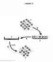 Fig. 06 - HUMAN DISC TISSUE