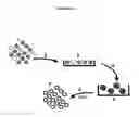 Fig. 12 - HUMAN DISC TISSUE