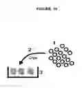 Fig. 19 - HUMAN DISC TISSUE