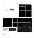 Fig. 02 - Rod cell-specific promoter