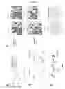 Fig. 06 - Use of Zscan4 and Zscan4-dependent genes for direct reprogramming of somatic cells