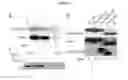 Fig. 03 - INCORPORATION OF METHYL LYSINE INTO POLYPEPTIDES