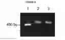Fig. 13 - INCORPORATION OF METHYL LYSINE INTO POLYPEPTIDES