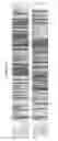 Fig. 15 - INCORPORATION OF METHYL LYSINE INTO POLYPEPTIDES