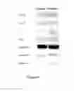 Fig. 09 - Sub-totipotent stem cell product and apparent hereditary modifying label thereof