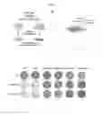 Fig. 02 - METHODS AND COMPOSITIONS FOR PREDICTING RESISTANCE TO ANTICANCER TREATMENT