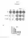Fig. 08 - METHODS AND COMPOSITIONS FOR PREDICTING RESISTANCE TO ANTICANCER TREATMENT