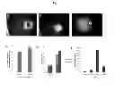 Fig. 03 - Engineered liver tissues, arrays thereof, and methods of making the same