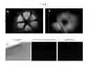 Fig. 10 - Engineered liver tissues, arrays thereof, and methods of making the same