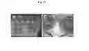 Fig. 17 - Engineered liver tissues, arrays thereof, and methods of making the same