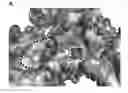 Fig. 01 - Compounds binding to the bacterial beta ring