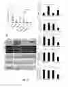 Fig. 06 - PTD-SMAD7 therapeutics