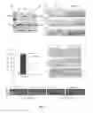 Fig. 08 - PTD-SMAD7 therapeutics