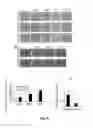 Fig. 09 - PTD-SMAD7 therapeutics