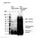Fig. 28 - GINGIPAIN INHIBITORY PROPEPTIDES