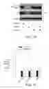 Fig. 08 - Compositions and Methods for Increasing Stem Cell Survival