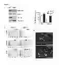 Fig. 03 - Phosphorylated A2A receptor agonists