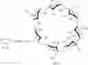 Fig. 32 - Cyclodextrin-based polymers for therapeutics delivery