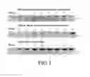 Fig. 02 - COMPOSITIONS AND METHODS FOR DIAGNOSIS OF SCHIZOPHRENIA