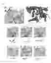 Fig. 03 - PI3 kinase antagonists