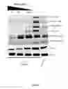 Fig. 30 - USE OF TRANSLATIONAL PROFILING TO IDENTIFY TARGET MOLECULES FOR THERAPEUTIC TREATMENT