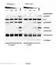 Fig. 43 - USE OF TRANSLATIONAL PROFILING TO IDENTIFY TARGET MOLECULES FOR THERAPEUTIC TREATMENT