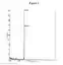 Fig. 03 - RNA INTERFERENCE MEDIATED INHIBITION OF GENE EXPRESSION USING CHEMICALLY MODIFIED SHORT INTERFERING NUCLEIC ACID (siNA)