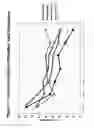 Fig. 83 - RNA INTERFERENCE MEDIATED INHIBITION OF GENE EXPRESSION USING CHEMICALLY MODIFIED SHORT INTERFERING NUCLEIC ACID (siNA)