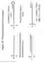 Fig. 84 - RNA INTERFERENCE MEDIATED INHIBITION OF GENE EXPRESSION USING CHEMICALLY MODIFIED SHORT INTERFERING NUCLEIC ACID (siNA)