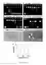 Fig. 07 - Dendronized polymers for nucleic acid delivery