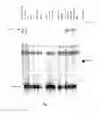 Fig. 07 - Urocortin-III and uses thereof