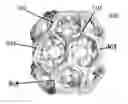 Fig. 01 - Dynamic bio-nanoparticle platforms