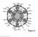Fig. 03 - Dynamic bio-nanoparticle platforms