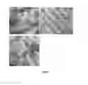 Fig. 02 - PBS- and silica-based composites