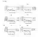 Fig. 02 - COMPOSITIONS AND METHODS FOR MODULATING RSV INFECTION AND IMMUNITY