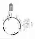 Fig. 43 - Humanized anti-CCR2 antibodies and methods of use therefor