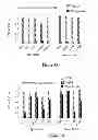 Fig. 05 - CYSTEINE ENGINEERED ANTIBODIES AND CONJUGATES