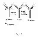 Fig. 13 - CYSTEINE ENGINEERED ANTIBODIES AND CONJUGATES