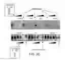 Fig. 08 - ANTISENSE DESIGN