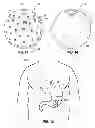 Fig. 08 - Intragastric Volume Occupying Device with Active Agents