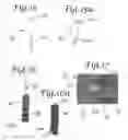 Fig. 07 - Battlefield defibrillation system